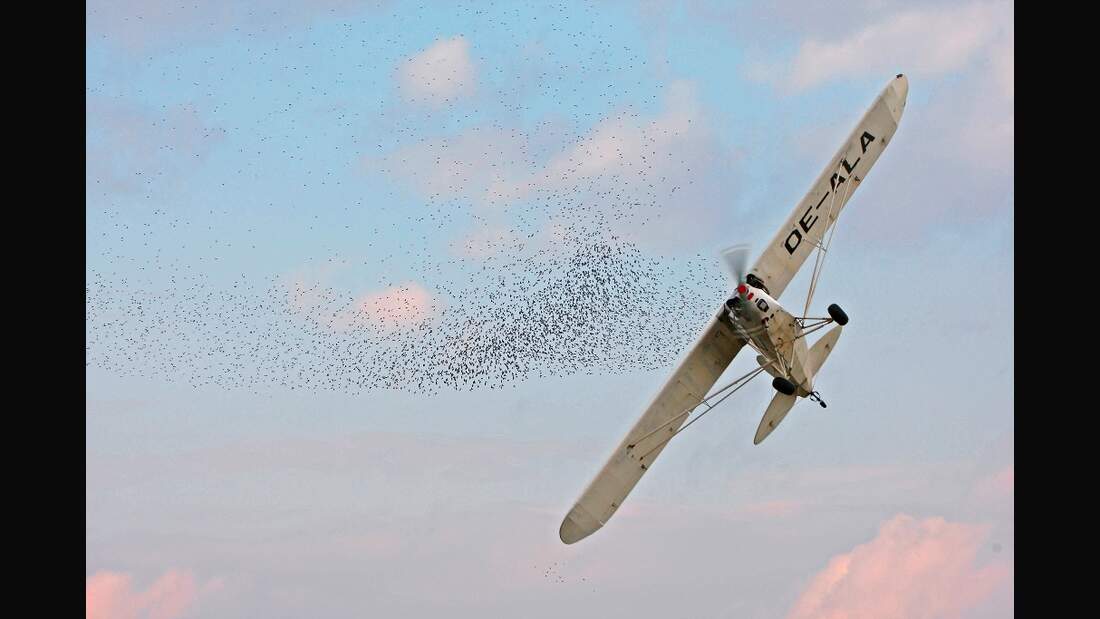 Achtung, Vögel!